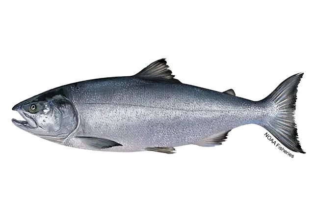 Chum Salmon
