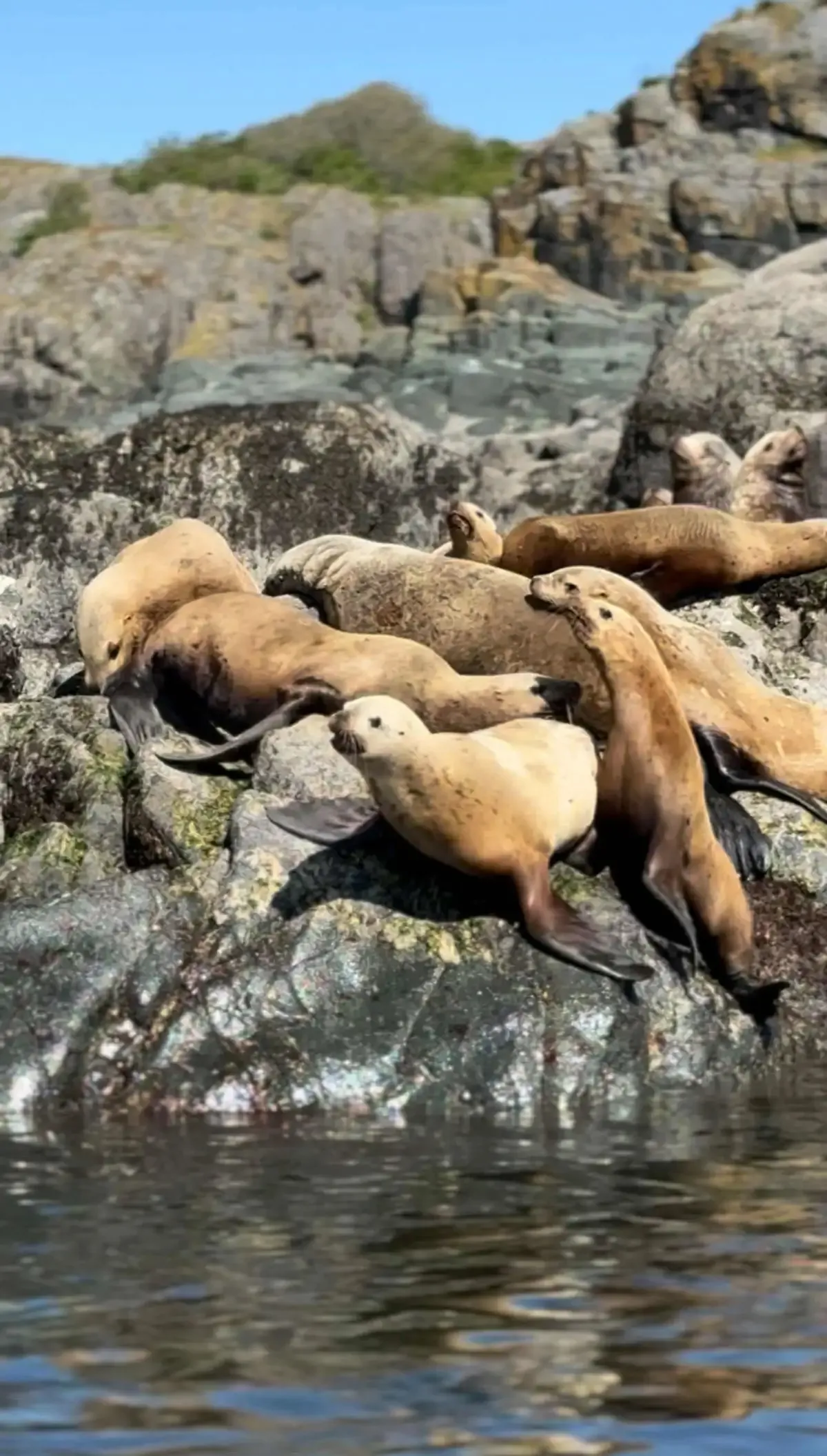 Mitlenatch Island Steller Sea Lions