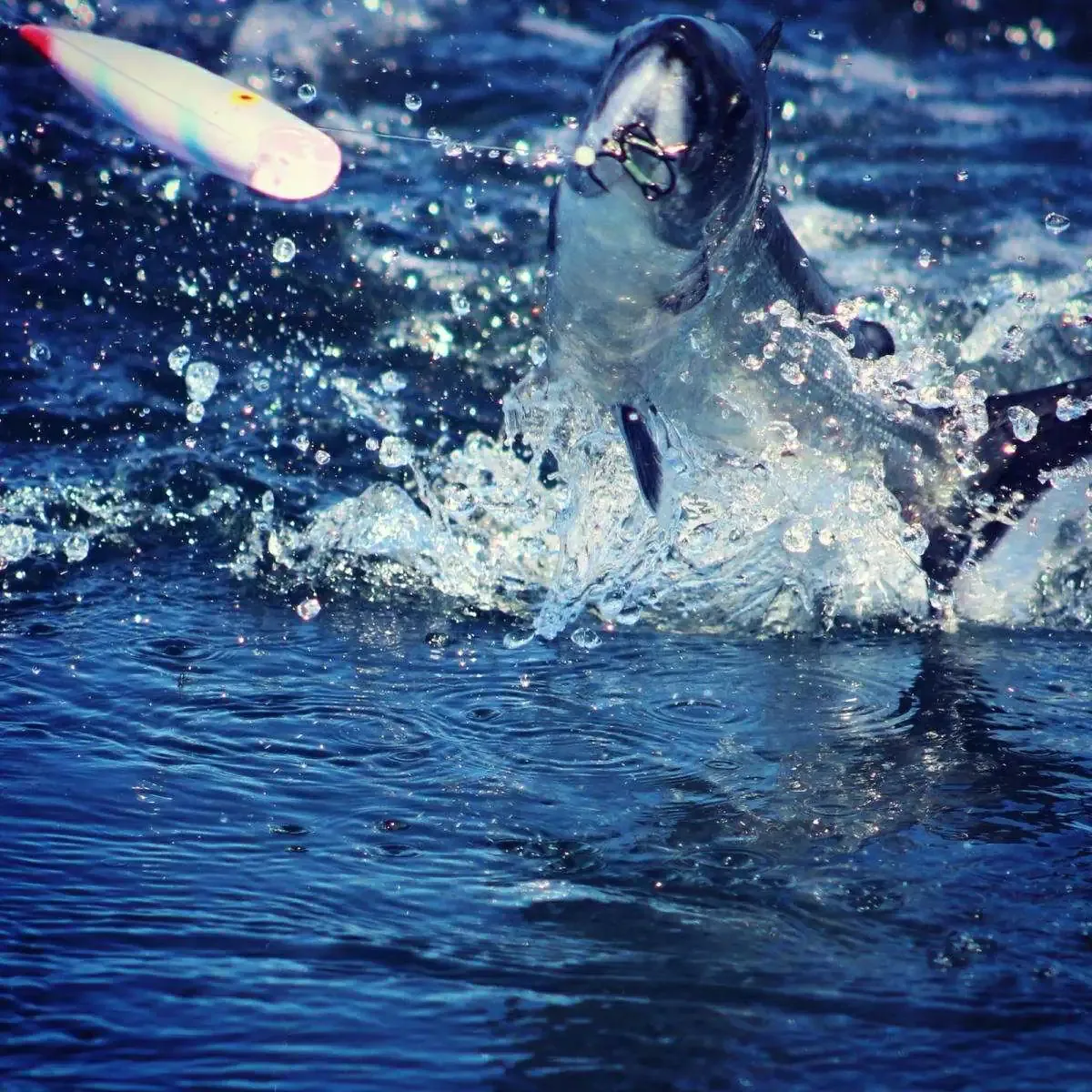 Salmon Jumping Splash Action